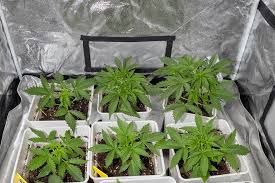 Exploring the Popularity of Fat Bastard Weed Exploring the Popularity of Fat Bastard Weed