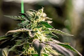 Exploring the Popularity of Fat Bastard Weed Exploring the Popularity of Fat Bastard Weed